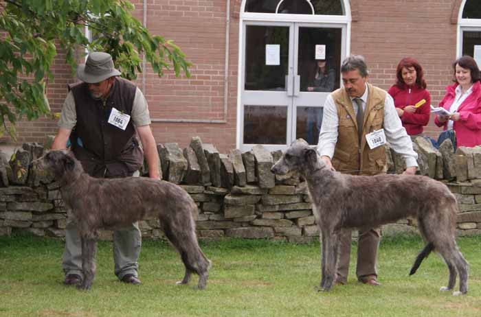 Best Puppy & Best puppy Bitch Houndshow 2011